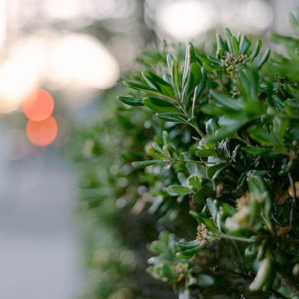 Hedge and Shrub Trimming